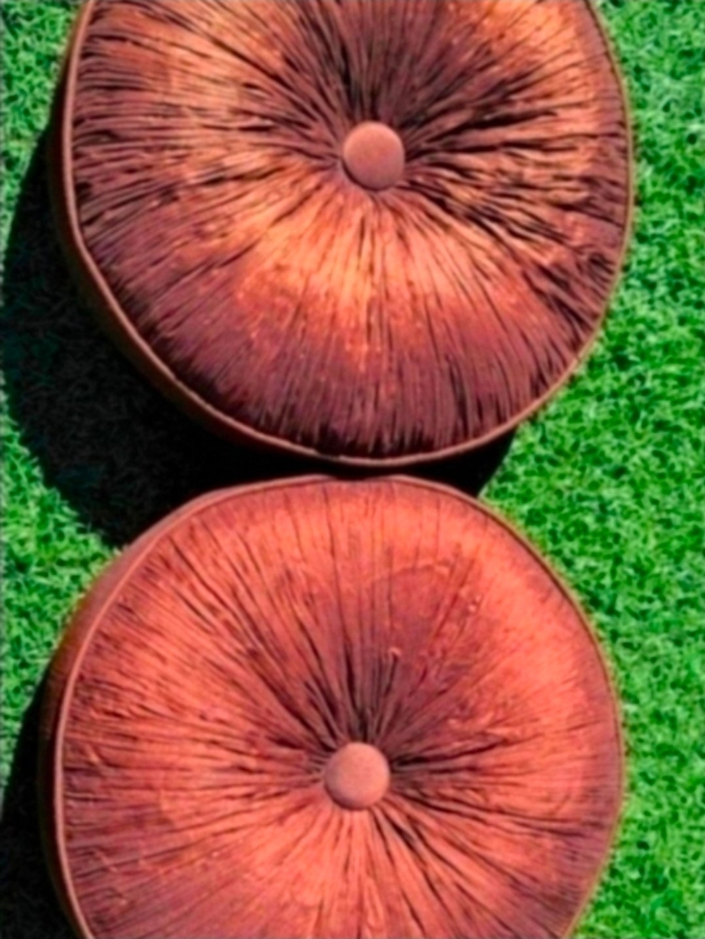 Pillows Round Brown Pillows Set